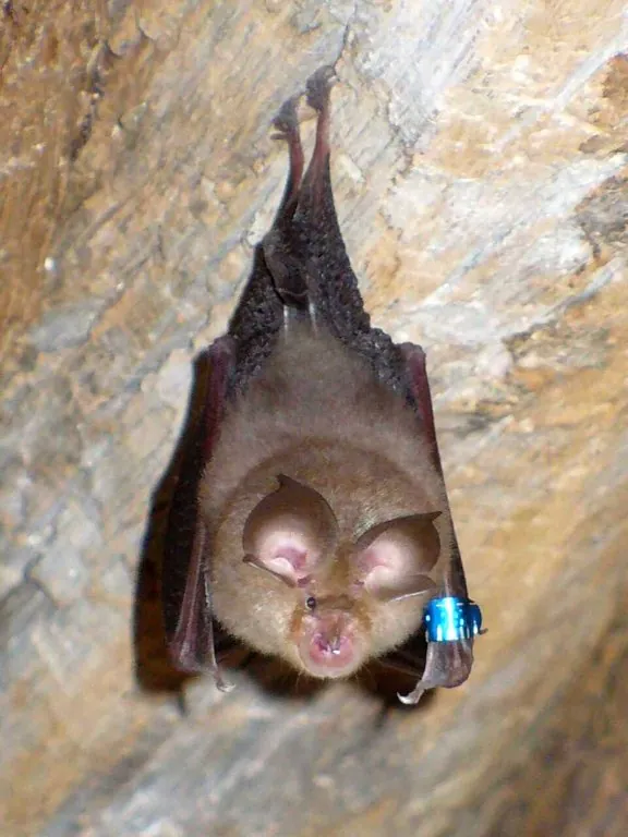 Common Pipistrelle